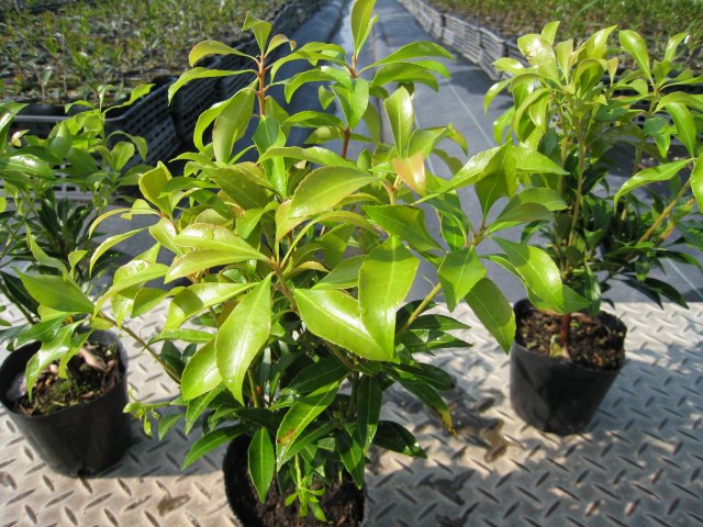 アセビ 0.3m 露地 3本 苗 アセビ 商品情報 アセビ 0.3m 露地 3本 苗 アセビ 商品情報