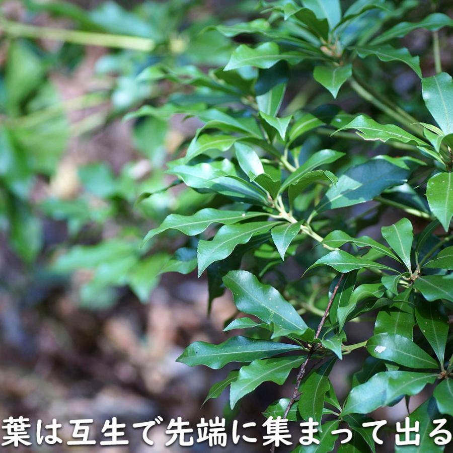 アセビ 0.3m 露地 3本 苗 アセビ 商品情報 アセビ 0.3m 露地 3本 苗 アセビ 商品情報