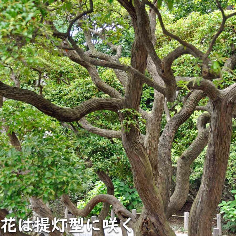 アセビ 0.3m 露地 3本 苗 アセビ 商品情報 アセビ 0.3m 露地 3本 苗 アセビ 商品情報