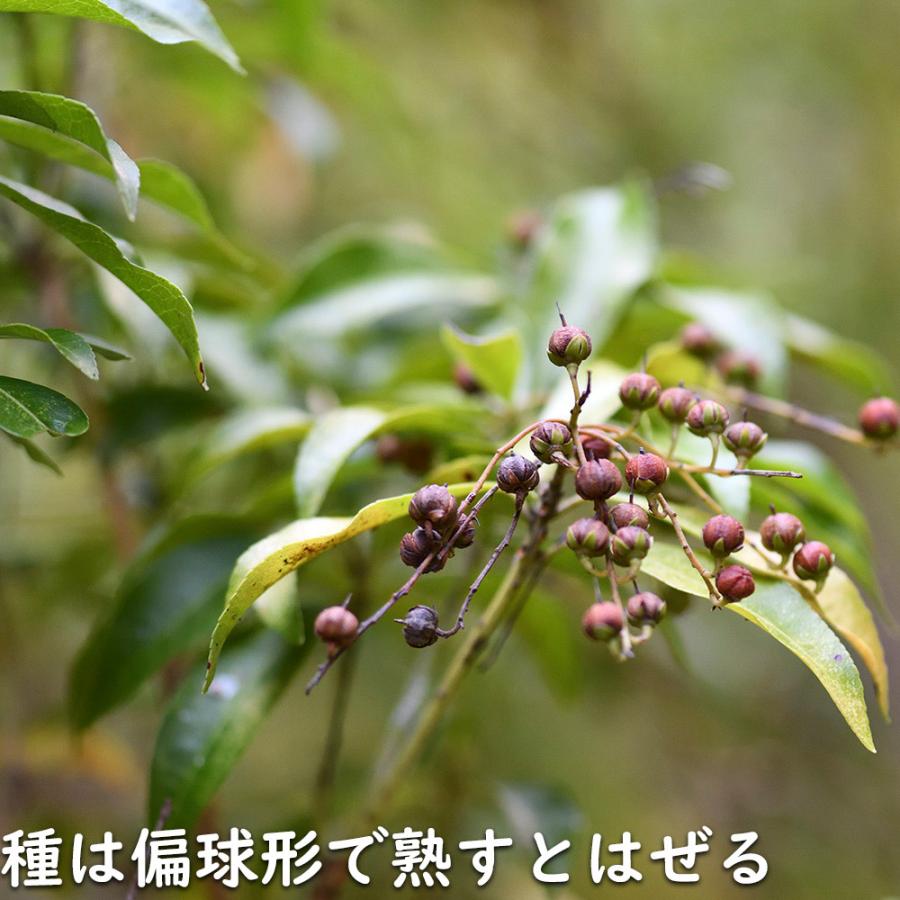 アセビ 0.3m 露地 3本 苗 アセビ 商品情報 アセビ 0.3m 露地 3本 苗 アセビ 商品情報