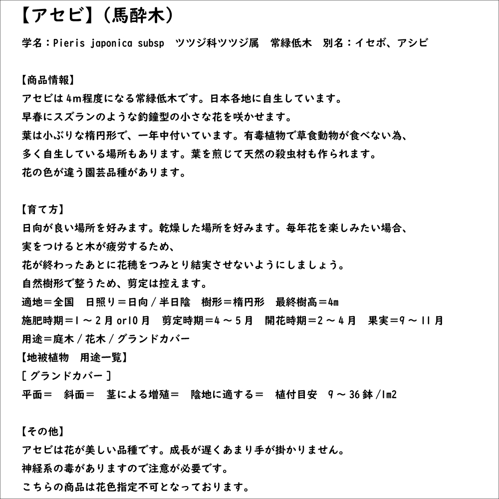 アセビ 0.8m 露地 苗｜green-netbox｜08