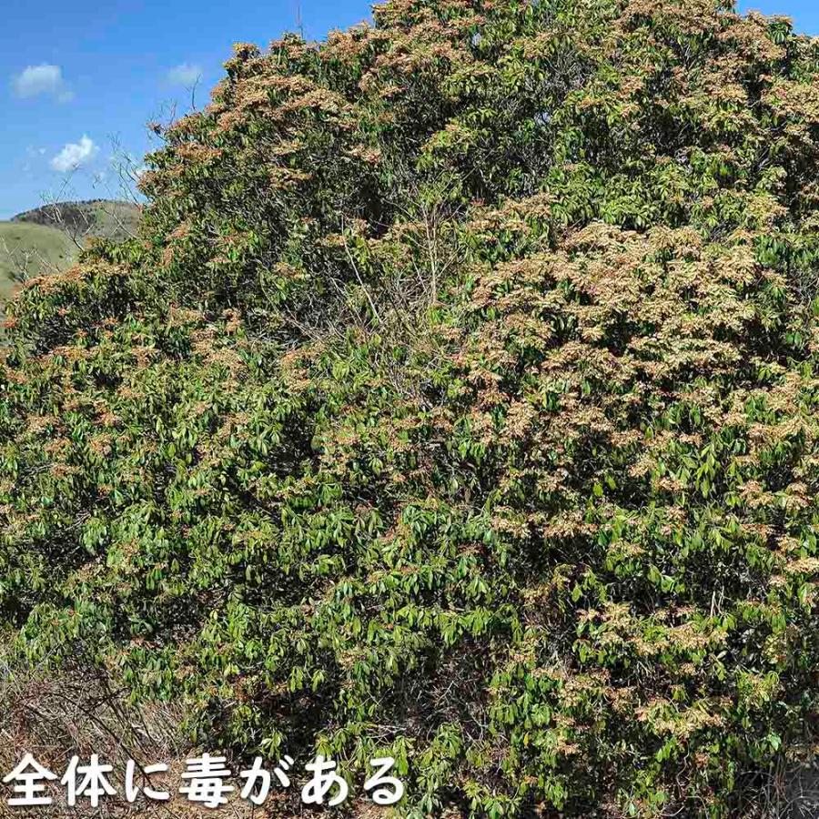 アセビ 0.3m 露地 3本 苗 アセビ 商品情報 アセビ 0.3m 露地 3本 苗 アセビ 商品情報