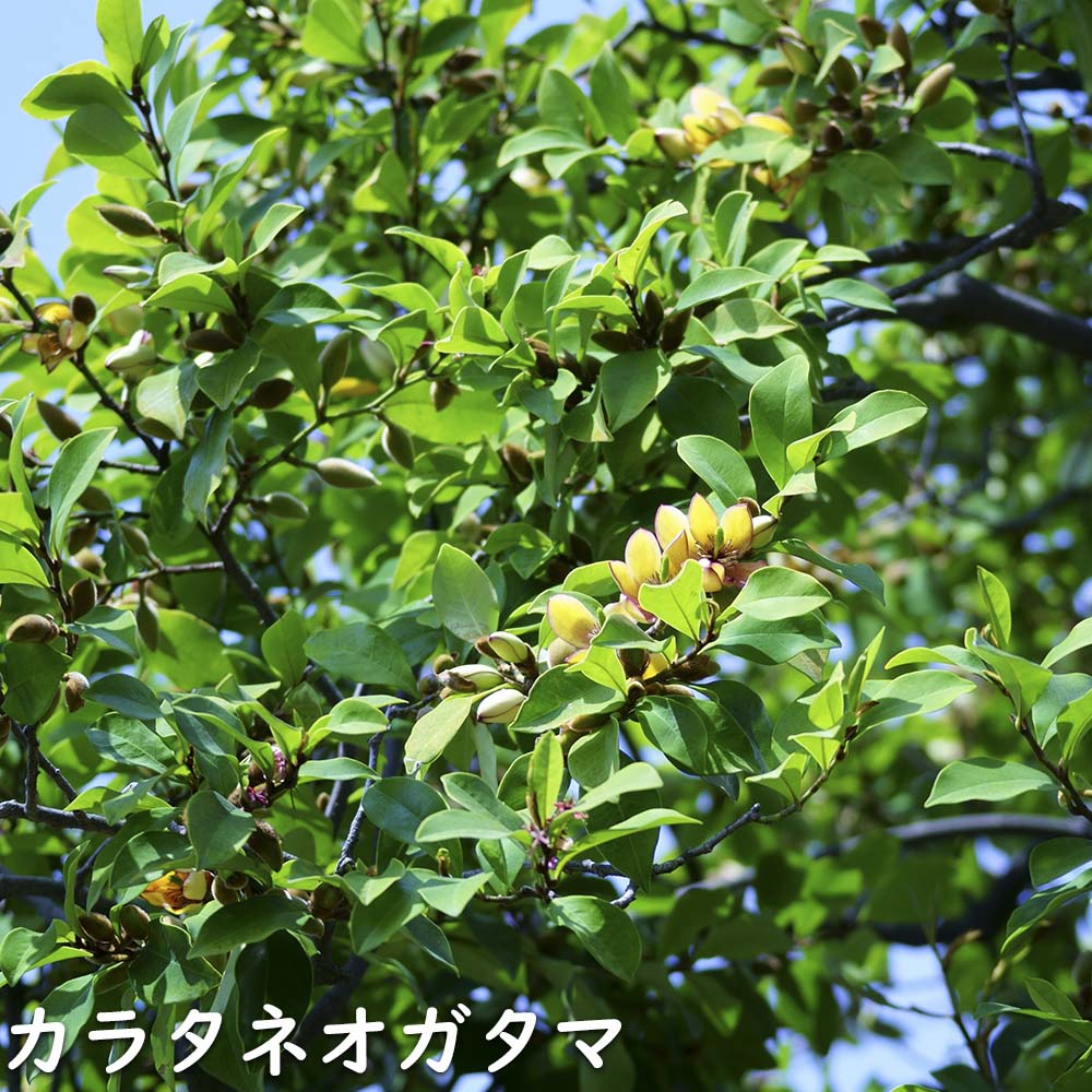 カラタネオガタマ 0.5m 15cmポット 苗｜green-netbox｜02