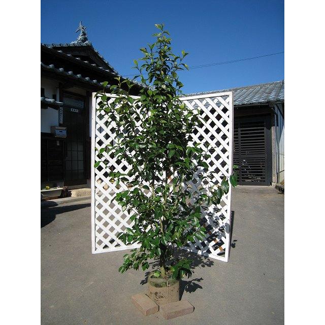 カラタネオガタマ 2.3m 露地 苗木(14850円)