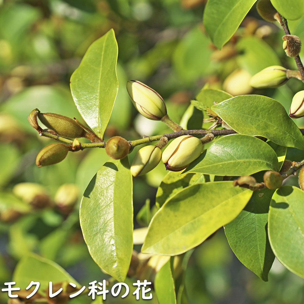 カラタネオガタマ 2.3m 露地 苗木 カラタネオガタマ 2.3m 露地 苗木