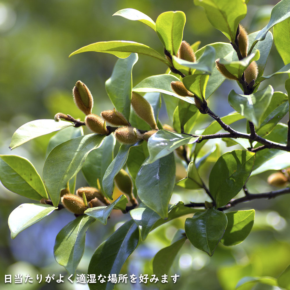 カラタネオガタマ 2.3m 露地 苗木 カラタネオガタマ 2.3m 露地 苗木
