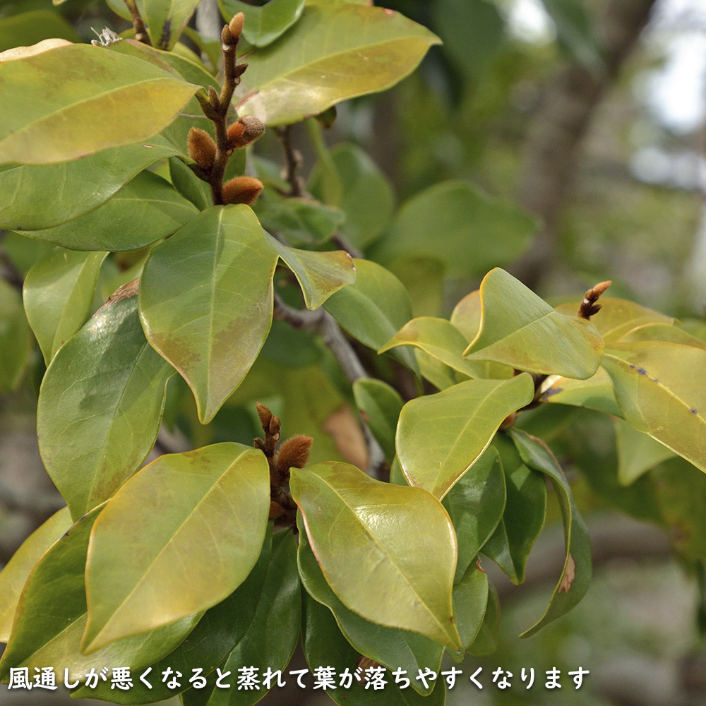 カラタネオガタマ 2.3m 露地 苗木 カラタネオガタマ 2.3m 露地 苗木