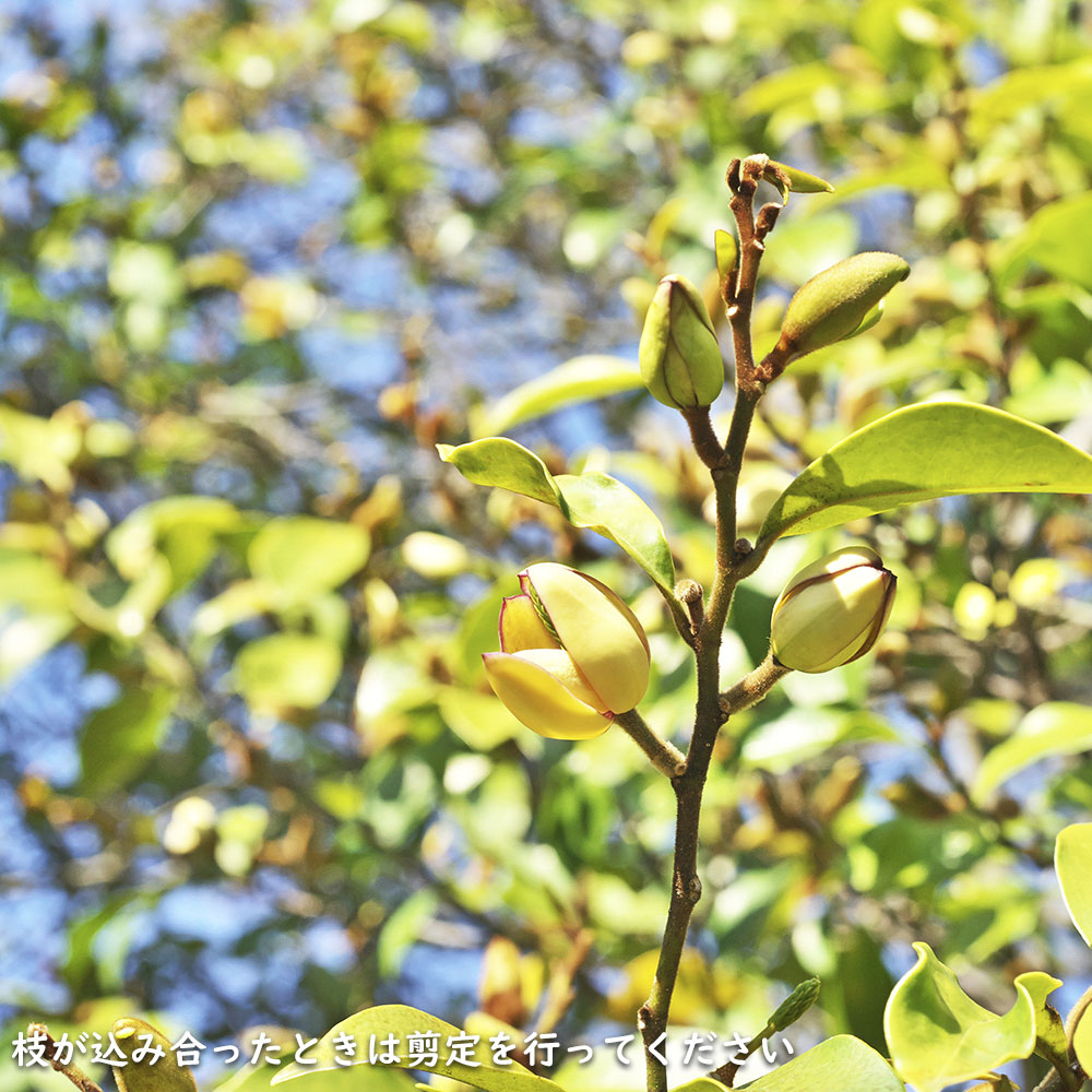カラタネオガタマ 2.3m 露地 苗木 カラタネオガタマ 2.3m 露地 苗木