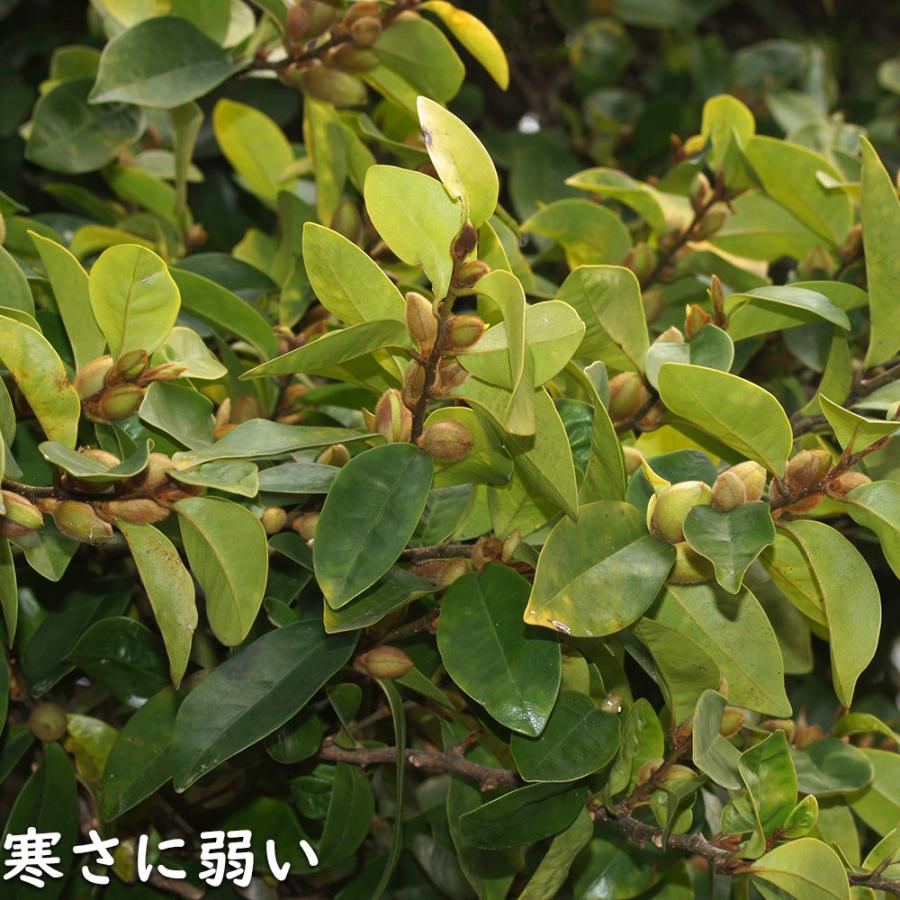 カラタネオガタマ 2.3m 露地 苗木 カラタネオガタマ 2.3m 露地 苗木