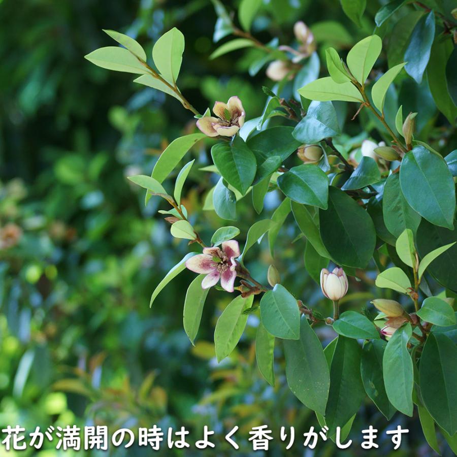 カラタネオガタマ 2.3m 露地 苗木 カラタネオガタマ 2.3m 露地 苗木