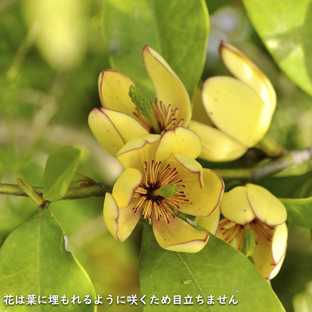 カラタネオガタマ 2.3m 露地 苗木 カラタネオガタマ 2.3m 露地 苗木