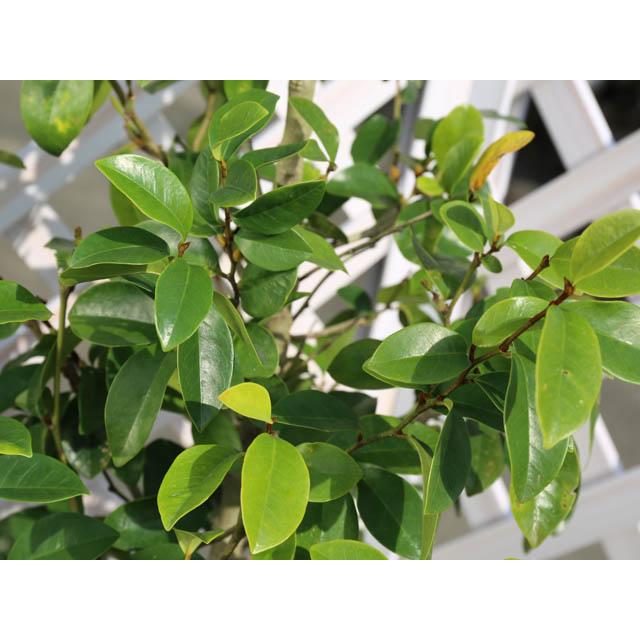 カラタネオガタマ 2.3m 露地 苗木 カラタネオガタマ 2.3m 露地 苗木