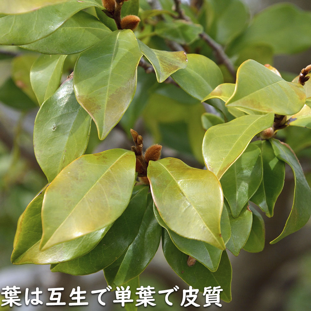 カラタネオガタマ 2.3m 露地 苗木 カラタネオガタマ 2.3m 露地 苗木