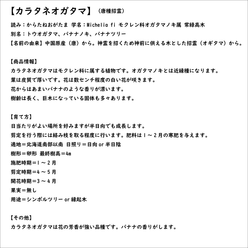 カラタネオガタマ 0.5m 15cmポット 苗｜green-netbox｜08