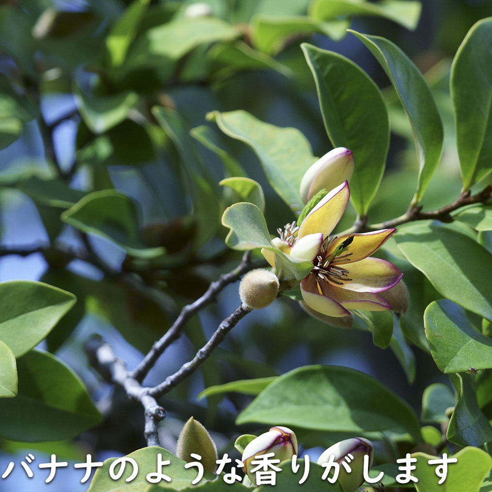 カラタネオガタマ 2.3m 露地 苗木 カラタネオガタマ 2.3m 露地 苗木