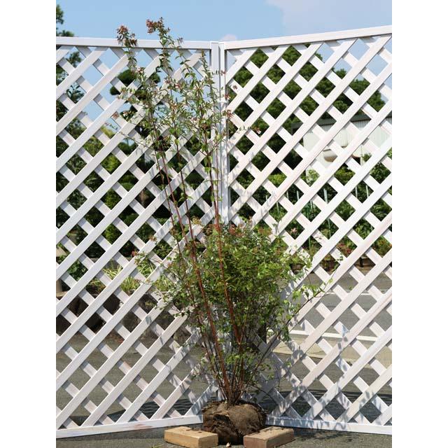 アベリア 1.5m 露地 2本 苗木(10010円)