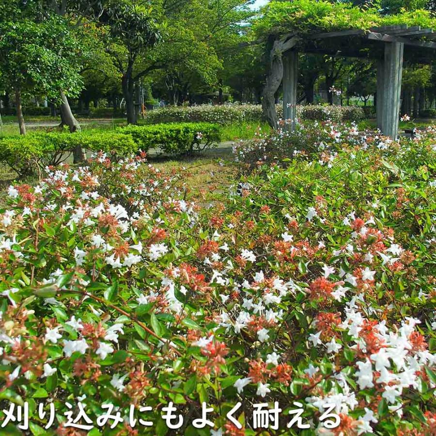 最新 アベリア 1.5m 露地 2本 苗木 【1529790013】 (10010円)