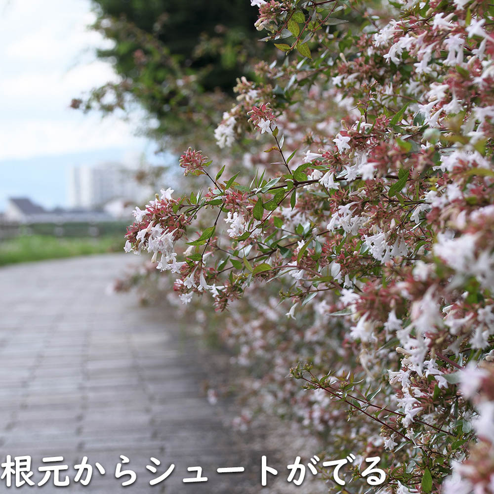 最新 アベリア 1.5m 露地 2本 苗木 【1529790013】 (10010円)