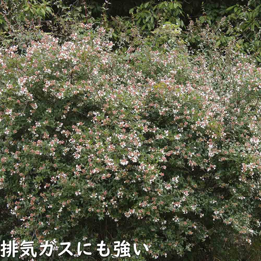最新 アベリア 1.5m 露地 2本 苗木 【1529790013】 (10010円)