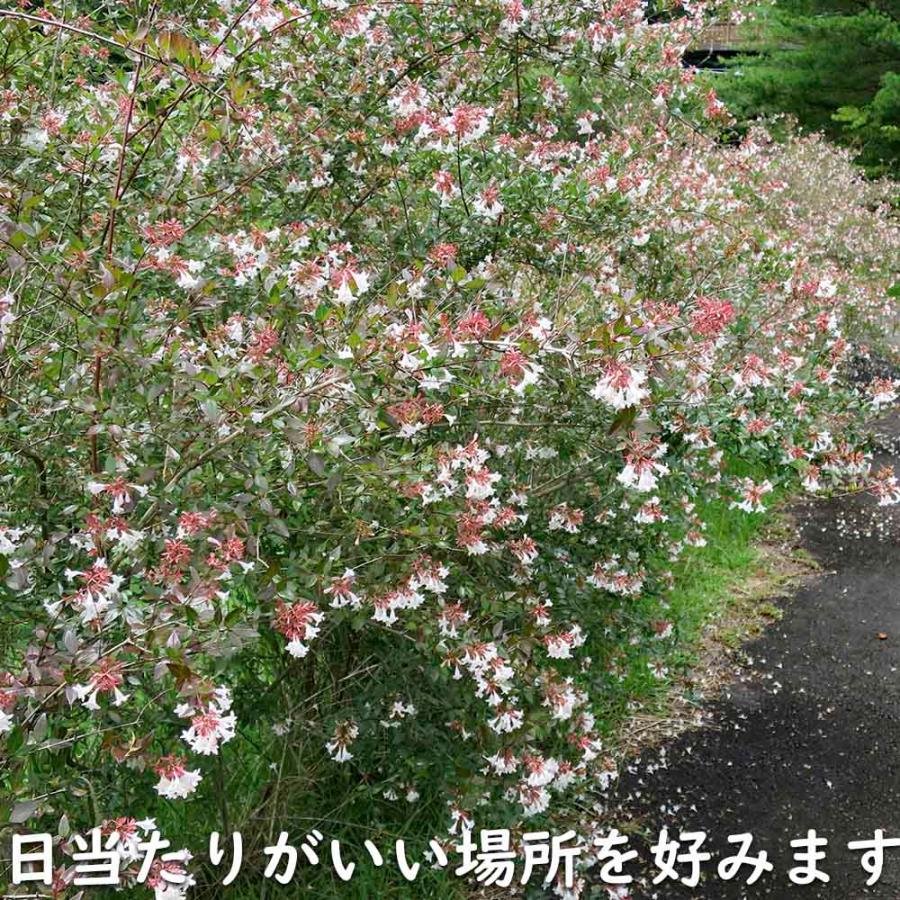 最新 アベリア 1.5m 露地 2本 苗木 【1529790013】 (10010円)