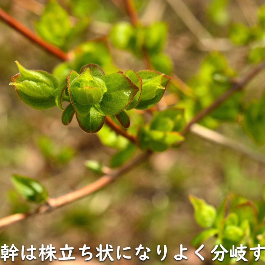 最新 アベリア 1.5m 露地 2本 苗木 【1529790013】 (10010円)