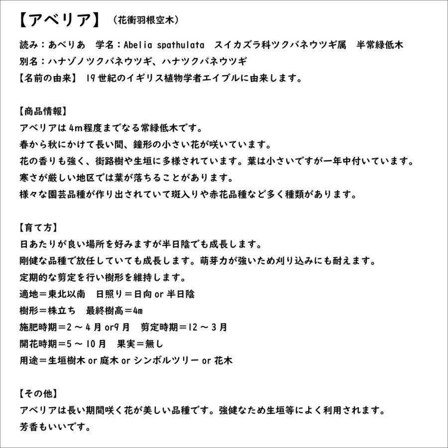 最新 アベリア 1.5m 露地 2本 苗木 【1529790013】 (10010円)