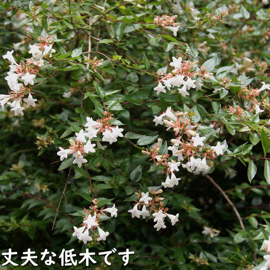 最新 アベリア 1.5m 露地 2本 苗木 【1529790013】 (10010円)