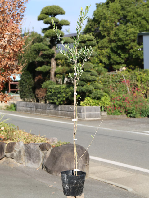 オリーブ 0.6m 15cmポット 苗 : トオヤマグリーン - 通販 - Yahoo