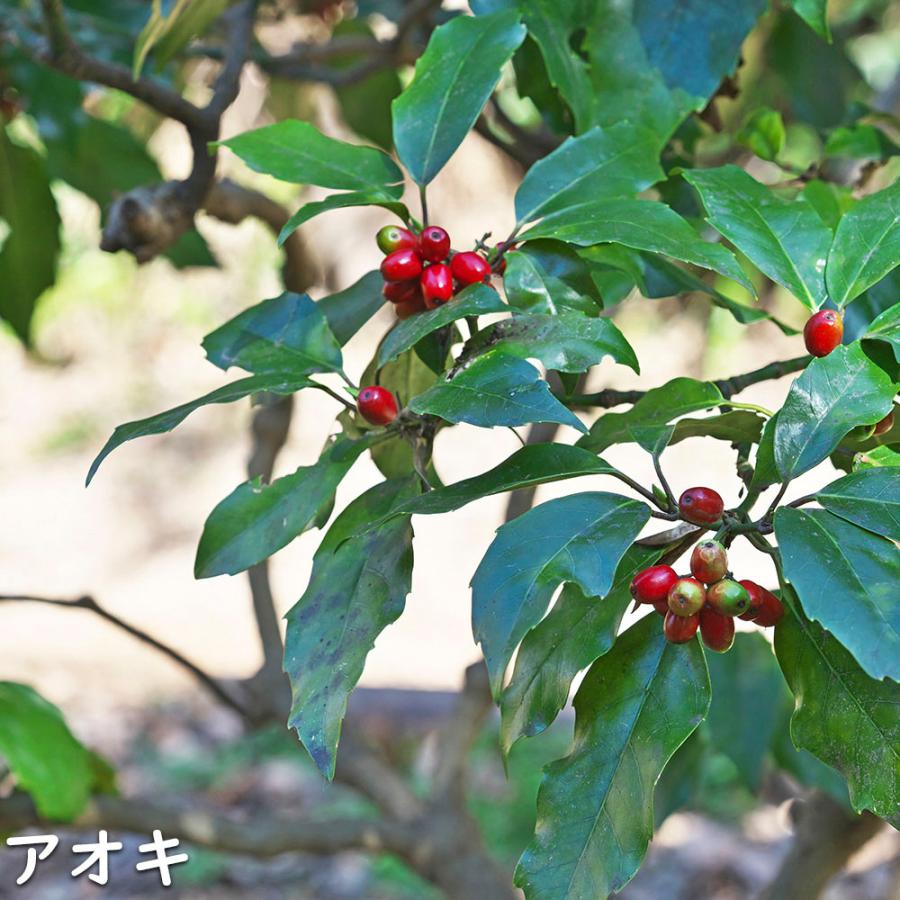 アオキ 2m 露地 苗木 常緑樹 アオキ 2m 露地 苗木 常緑樹
