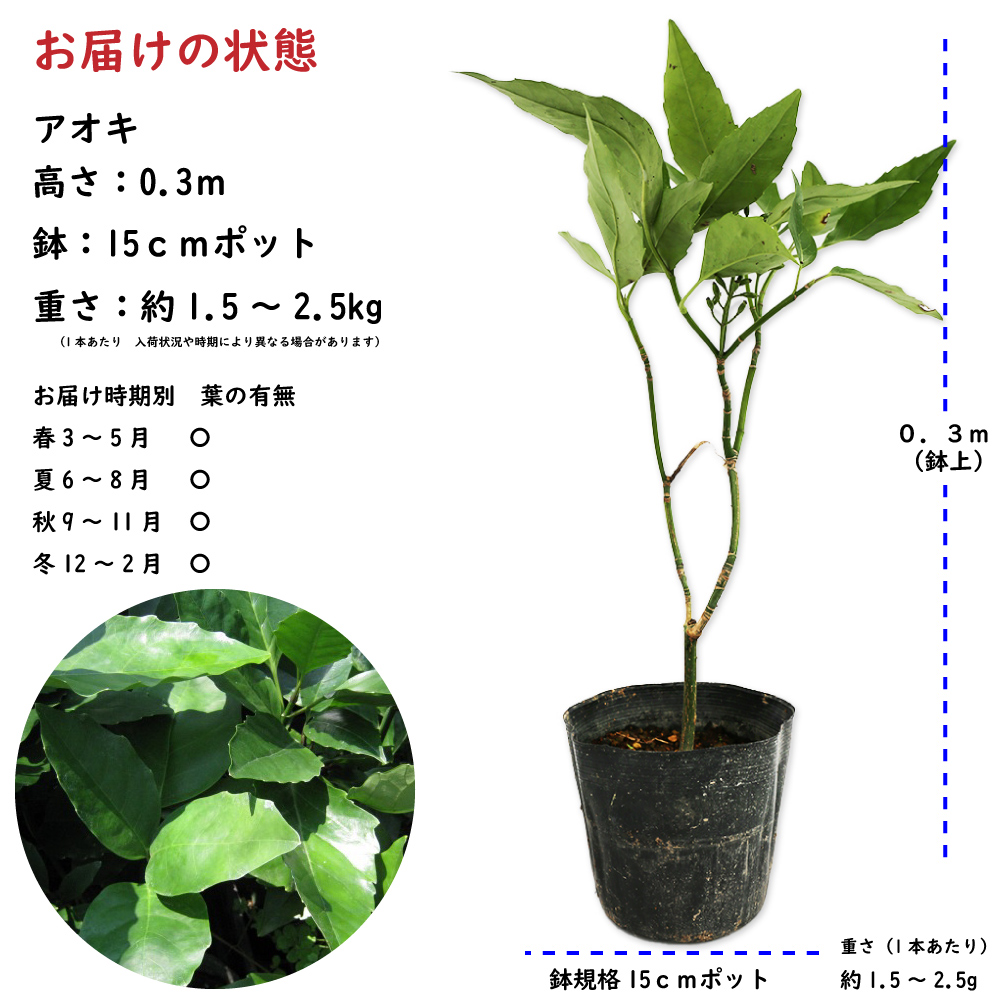 常緑樹の植木、庭木（常緑樹種類：アオキ）｜苗木、植木｜花