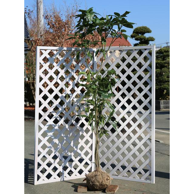 アオキ 2m 露地 苗木(13200円)