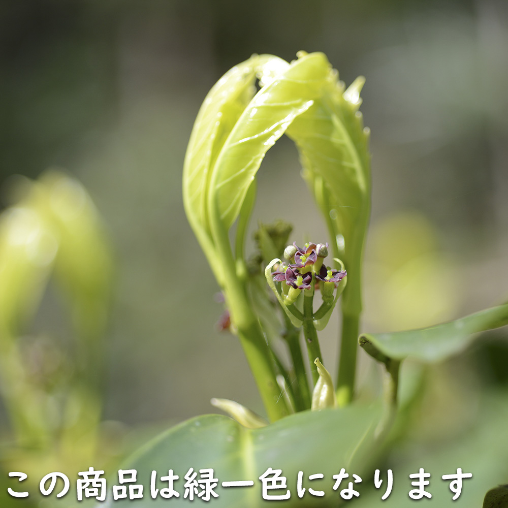 アオキ 2m 露地 苗木 常緑樹 アオキ 2m 露地 苗木 常緑樹