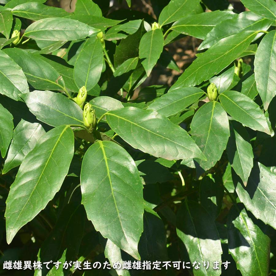 アオキ 2m 露地 苗木 常緑樹 アオキ 2m 露地 苗木 常緑樹