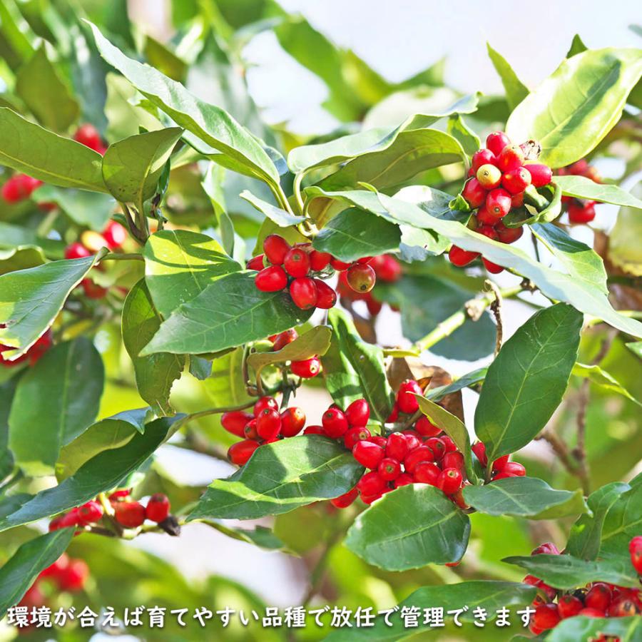 アオキ 2m 露地 苗木 常緑樹 アオキ 2m 露地 苗木 常緑樹