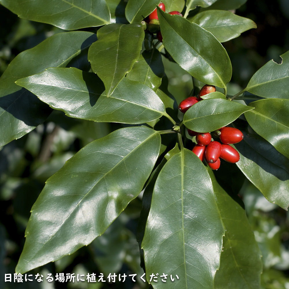 アオキ 2m 露地 苗木 : 101220 : トオヤマグリーン - 通販 - Yahoo