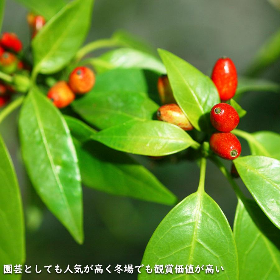 アオキ 2m 露地 苗木 常緑樹 アオキ 2m 露地 苗木 常緑樹