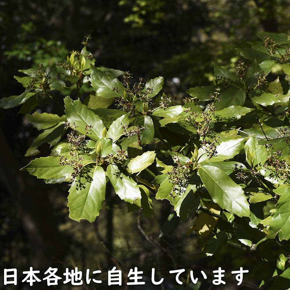 アオキ 1.5m 露地 苗木