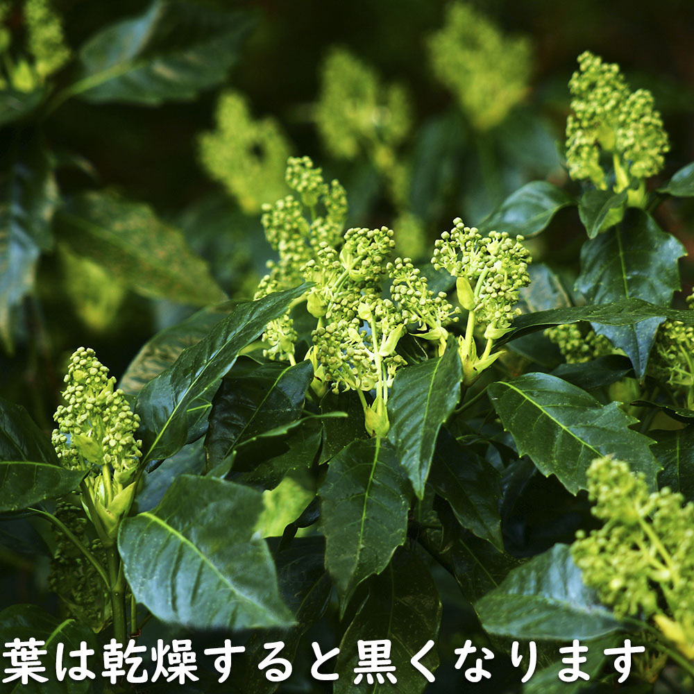 アオキ 2m 露地 苗木 常緑樹 アオキ 2m 露地 苗木 常緑樹