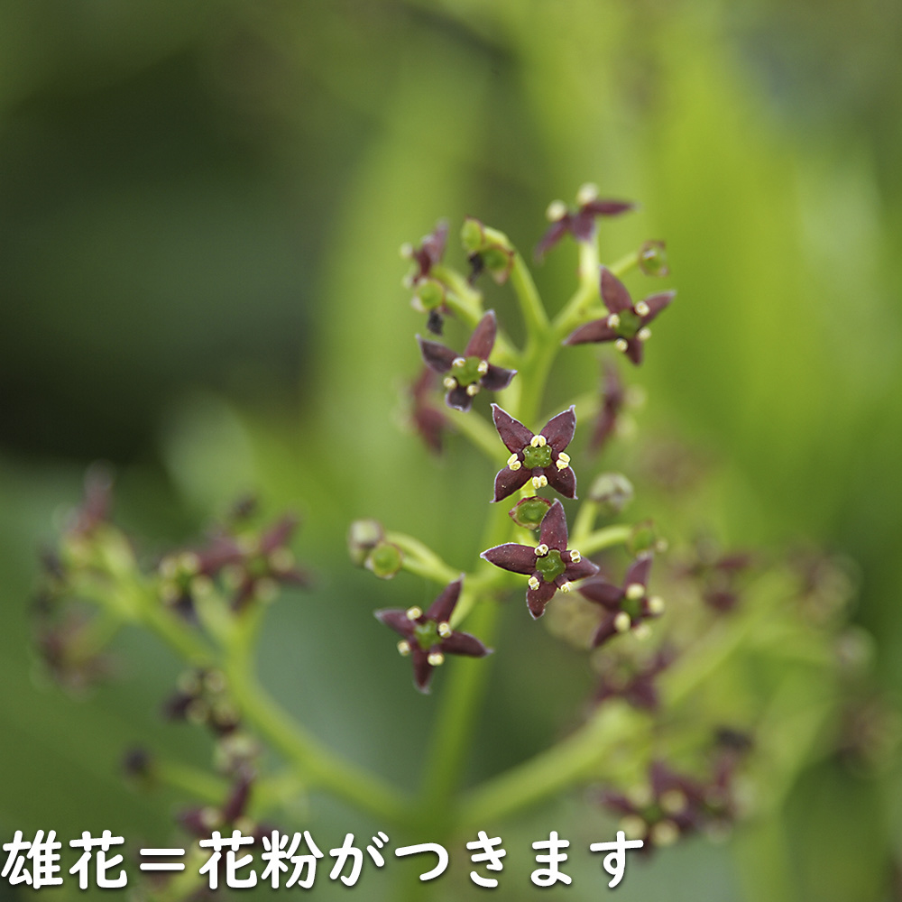 アオキ 2m 露地 苗木 常緑樹 アオキ 2m 露地 苗木 常緑樹