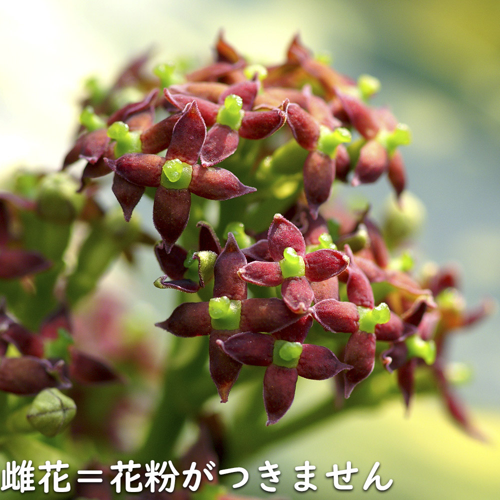 アオキ 2m 露地 苗木 常緑樹 アオキ 2m 露地 苗木 常緑樹