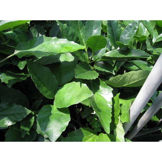 アオキ 2m 露地 苗木 常緑樹 アオキ 2m 露地 苗木 常緑樹