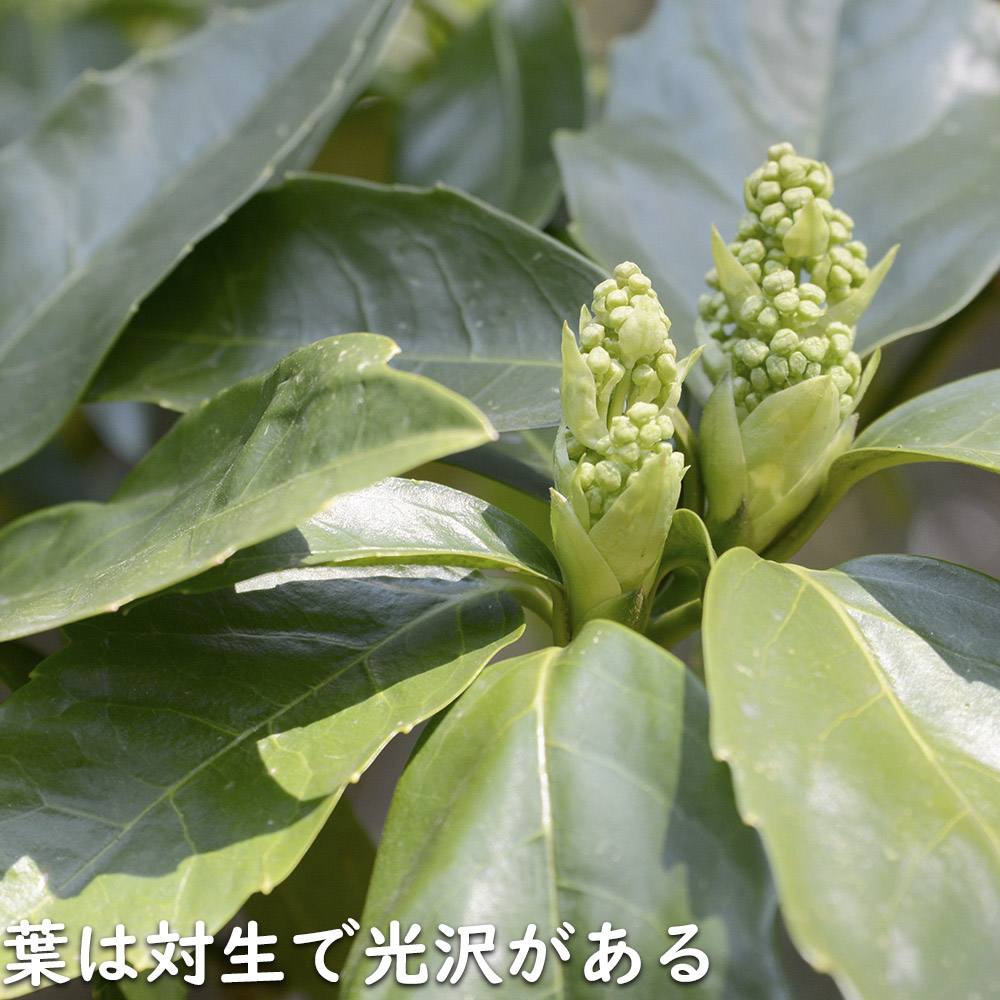 アオキ 2m 露地 苗木 常緑樹 アオキ 2m 露地 苗木 常緑樹