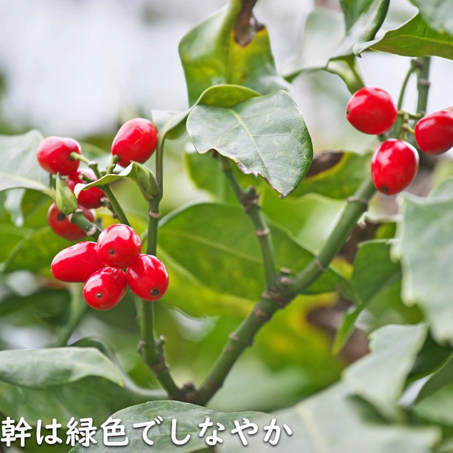 アオキ 2m 露地 苗木 常緑樹 アオキ 2m 露地 苗木 常緑樹