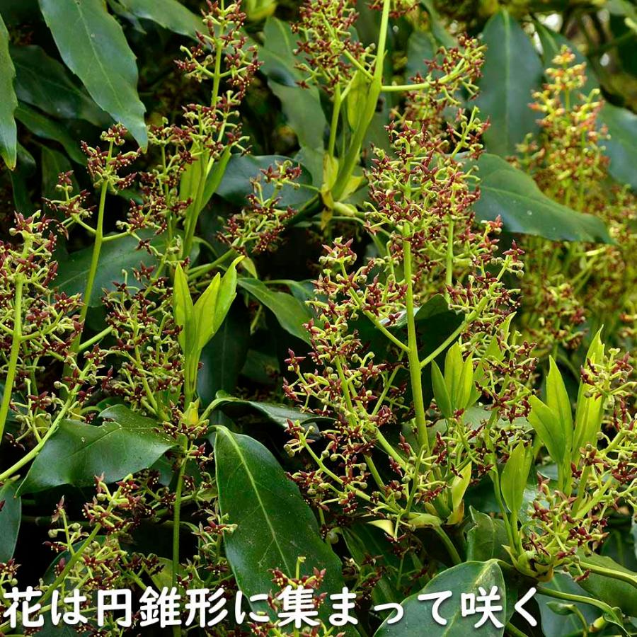 アオキ 2m 露地 苗木 常緑樹 アオキ 2m 露地 苗木 常緑樹