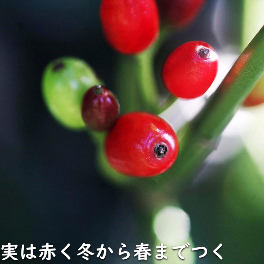 アオキ 2m 露地 苗木 常緑樹 アオキ 2m 露地 苗木 常緑樹