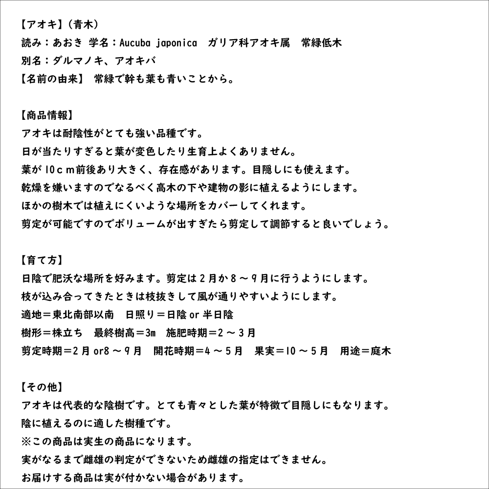 アオキ 0.8m 15cmポット 苗｜green-netbox｜08