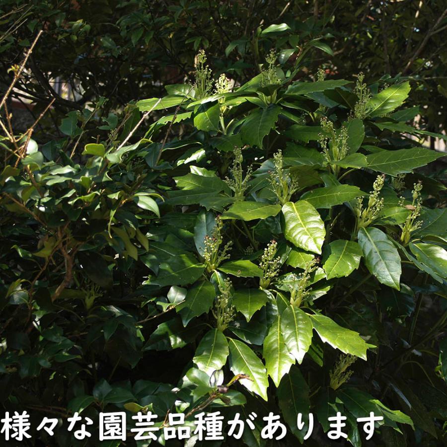 アオキ 2m 露地 苗木 常緑樹 アオキ 2m 露地 苗木 常緑樹