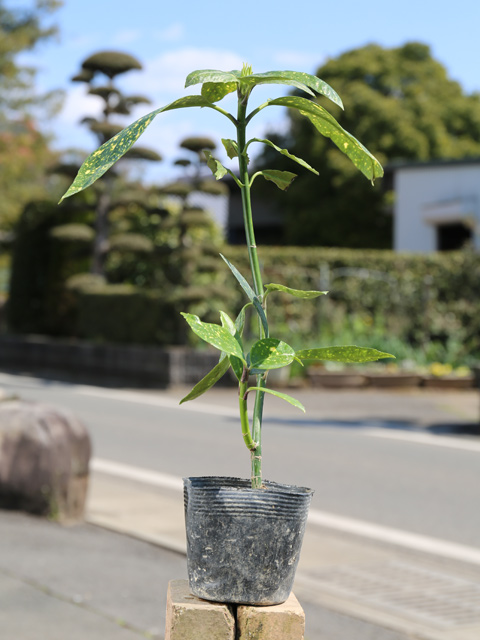 アオキ斑入り 0.2m 10.5cmポット 苗 : 101302 : トオヤマグリーン - 通販 - Yahoo!ショッピング