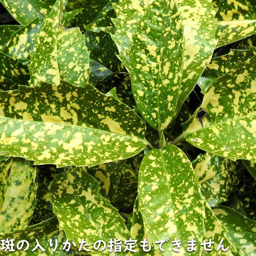 アオキ斑入り 0.6m 露地 苗 :101305:トオヤマグリーン - 通販 - Yahoo!ショッピング