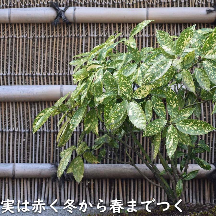 アオキ斑入り 0.2m 10.5cmポット 苗｜green-netbox｜07